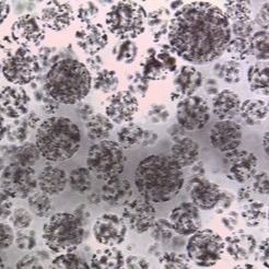 Qualität  Protein Purification Magnetic Agarose Beads 10 - 30 μm 20% Volume Ratio 50 mL Fabrik