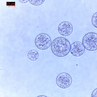 Qualität  Agrose Magnetic Beads Protein Purification 30 μm 10% Volume Ratio 100 mL Fabrik