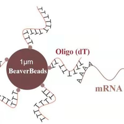 Qualität  5 mL 1 μm Magnetic Beads Dna Library Construction Kit Oligo dT Bind mRNA Poly A Fabrik