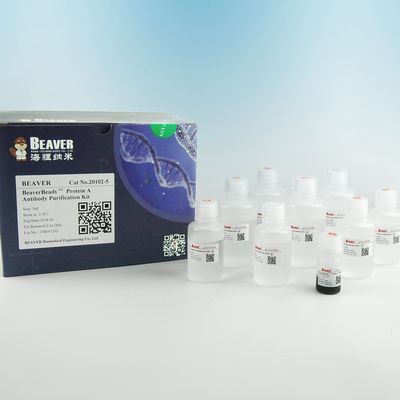 BEAVER GST Fusionsprotein gereinigte Perlen GSH Magnetische Perlen Proteinreinigung Neues Funktionsmaterial Entworfenes GSH-Kit GST Proteinreinigung