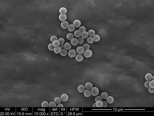1μm Streptavidin magnetische Perlen für die Chemolumineszenz-Zelle, die Sonden-Gefangennahme sortiert