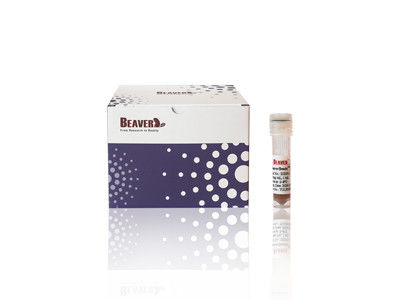 100 ml BeaverBeads IDA-Co mit hohem Durchsatz und geringen Kosten 30-150um 10% Konzentration