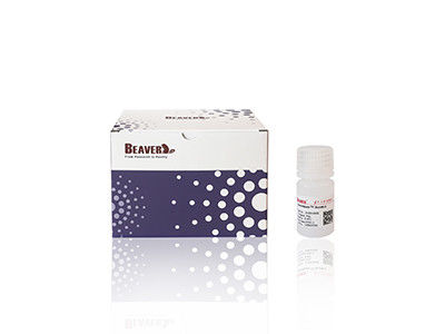 Mag OH Magnetische Perlen DNA-Extraktion Siliciummagnetische Perlen Fe3O4 1μm 10 mg / ml 50 mL