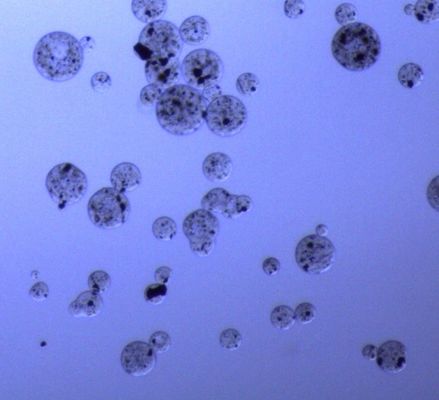 5-ml-magnetische Agarose-Perlen für Protein-Reinigung 30 - 150 μm 20% Volumen-Verhältnis