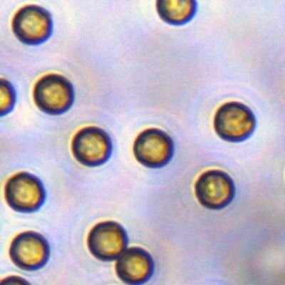 5μm Streptavidin SA Magbeads für Sonden-Gefangennahme 10 mg/ml 1 ml