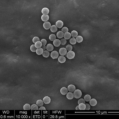 SA Streptavidin kapselte magnetische Perlen 300nm für Sonden-Gefangennahme 10 mg/ml 100 ml ein