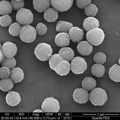 2μm Streptavidin beschichteten magnetische Perlen für Chemolumineszenz 100 ml