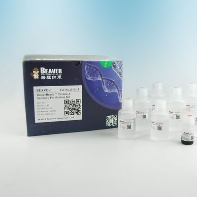 Antikörper-magnetische Perlen-Protein-Reinigung 2μm des Protein-A 30 mg/ml 5 ml