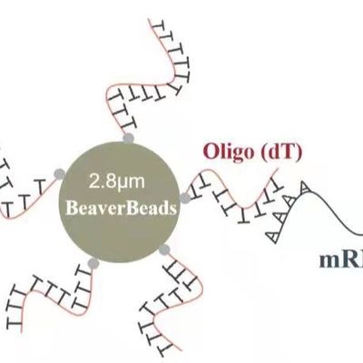 μm 2 ml 2,8 nehmen Oligo magnetische Perlen Papierlösekorotrones hohe Qualität mRNA gefangen