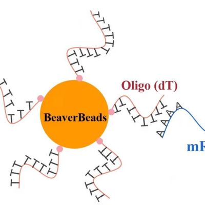 μm 1mL 2,8 Oligo magnetische Perlen Papierlösekorotrones für DNA-Bibliotheks-Bausatz FDA