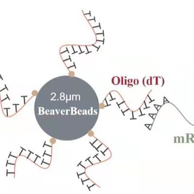 5 2,8 μm des Oligo Perlen-DNA-Bibliotheks-ml Baus Kit Capture High Quality mRNA Papierlösekorotrones magnetischen