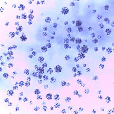 5-ml-magnetische Agarose-Perlen für Protein-Reinigung 30 - 150 μm 20% Volumen-Verhältnis